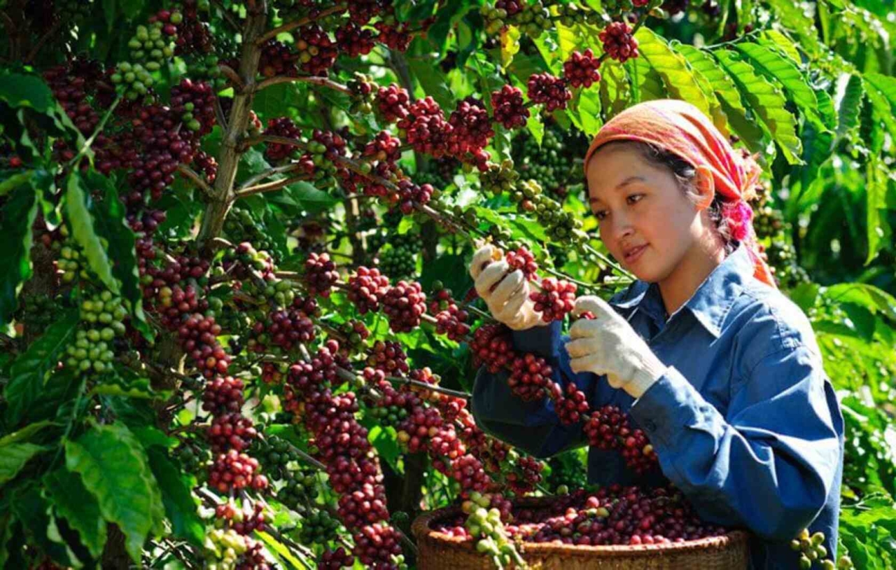 What is special about Vietnamese coffee? 2 Vietnamese Coffee region
